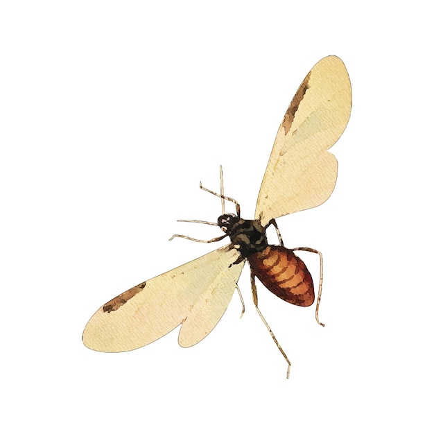 Vector aphid watercolor vector illustration