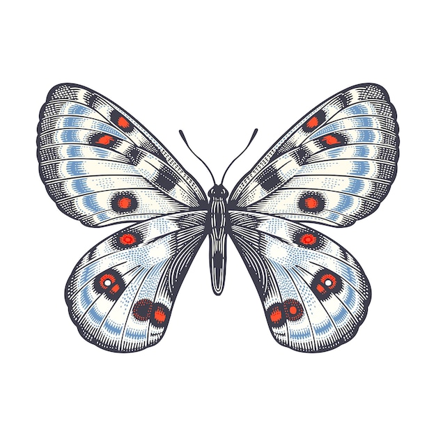 Vector apollo-vlinder decoratief insect geïsoleerd op witte achtergrond vectorillustratie vintage