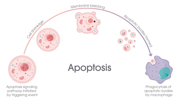 Vector apoptose geprogrammeerde celdoodproces vectorafbeelding