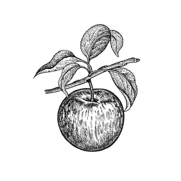 Appel. Realistische vector illustratie plant. Handtekening. Fruit, blad, tak van de boom geïsoleerd op een witte achtergrond. Decoratie voor producten voor gezondheid en schoonheid. Vintage zwart wit gravure