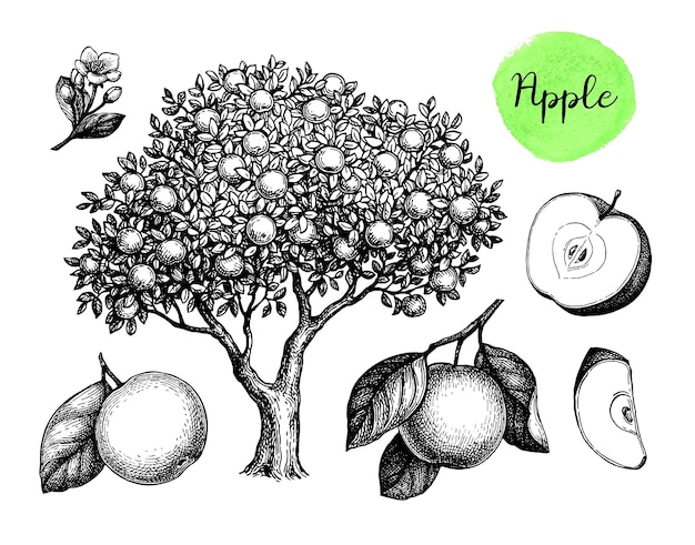 Appelboom en vruchten. Hand getekende inkt illustratie.