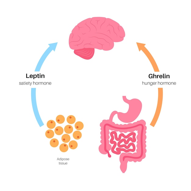 Вектор Гормоны аппетита и голода инсулин грелин инкретин и лептин в организме человека