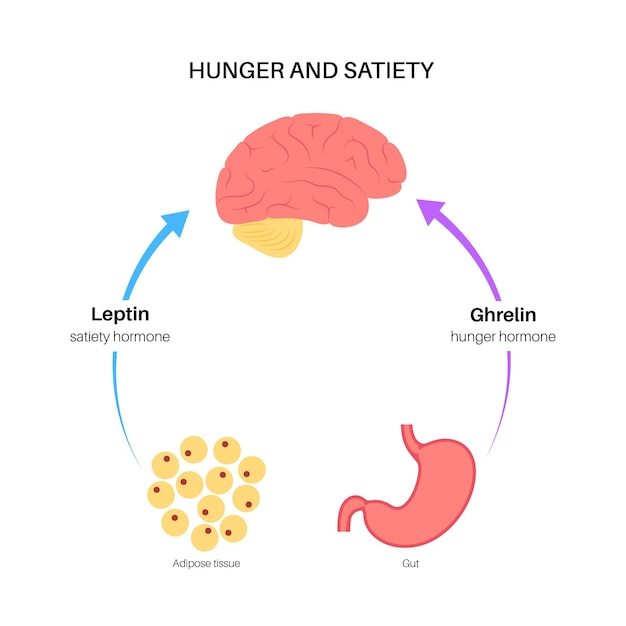 Ormoni dell'appetito e della fame insulina grelina incretina e leptina nel corpo umano