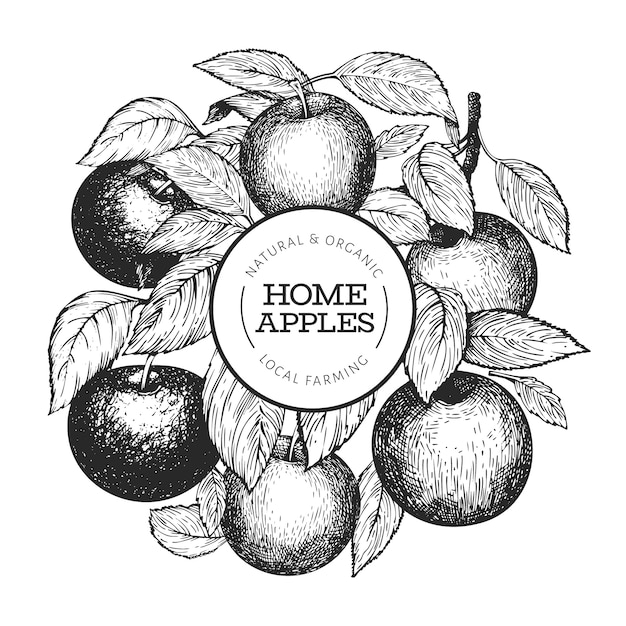 Apple branch ontwerpsjabloon. Hand getekend tuin fruit illustratie. Fruitkader in gegraveerde stijl. Retro botanische banner.