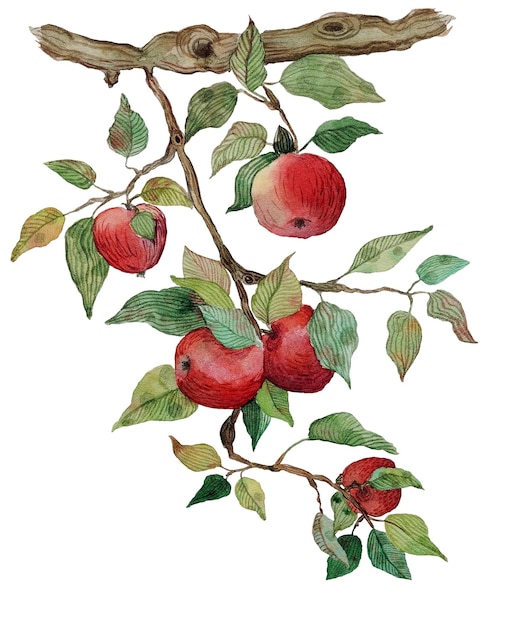 Apple branch with apples watercolor stylized illustration Isolated