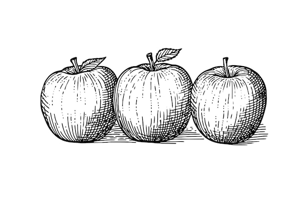 Яблочные фрукты, нарисованные вручную, в стиле гравировки, векторные иллюстрации