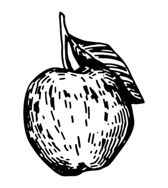 사과 과일 스케치 클립 아트 잘 익은 나무 과일 낙서 스타일 조각에 흰색 손으로 그린 벡터 일러스트 레이 션에 고립