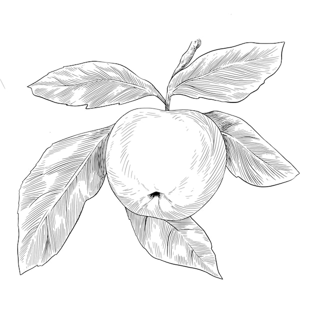 Apple fruit with leaf