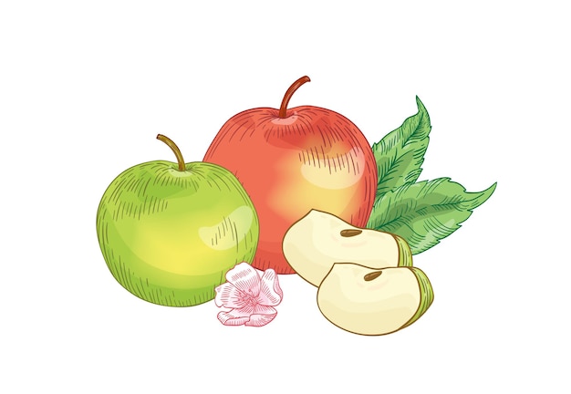 Apple fruits hand drawn illustration