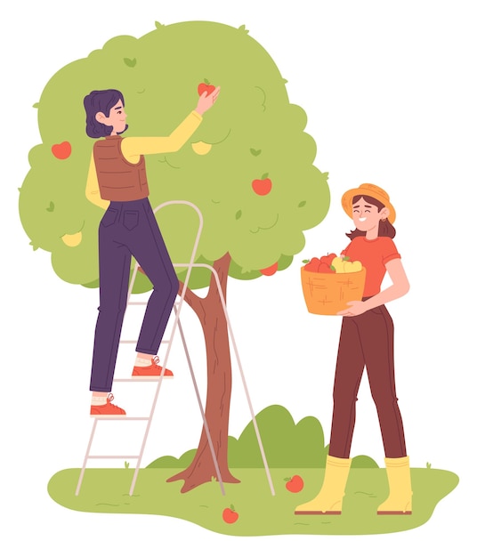 ベクトル リンゴ園の収 果物を摘む女性労働者