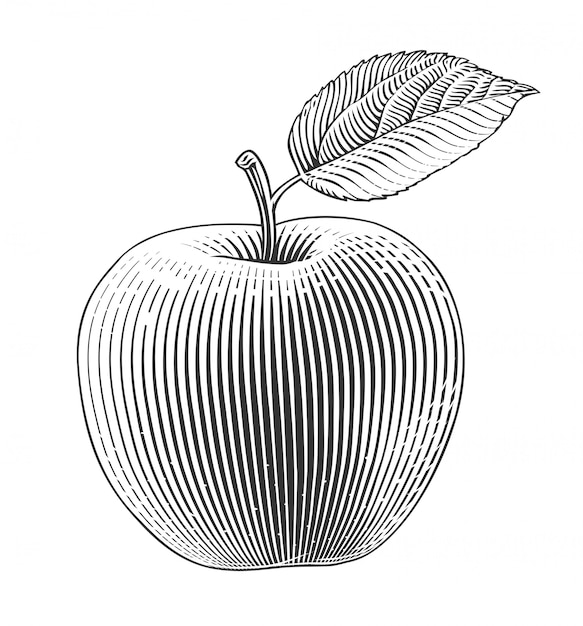 Vector apple in graveerstijl