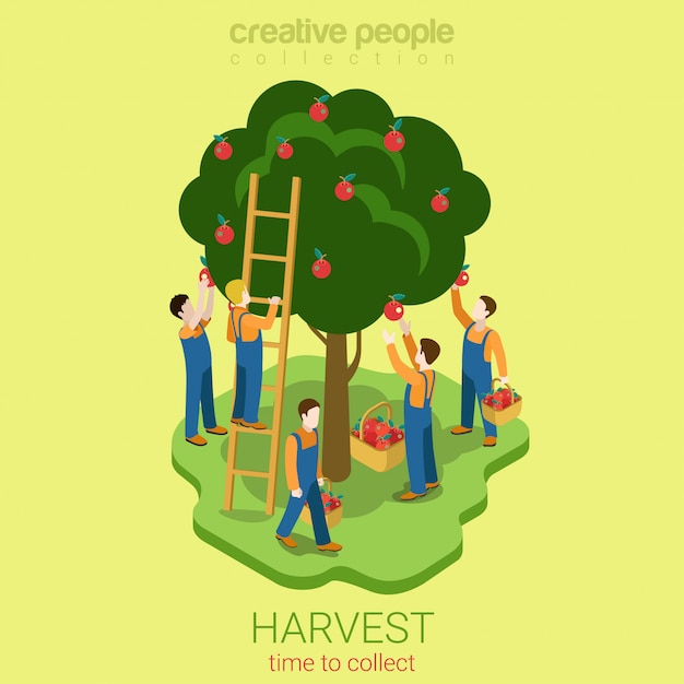 Apple oogst verzamelen seizoen concept isometrische illustratie mannen plukken pire appels uit de boom naar de mand