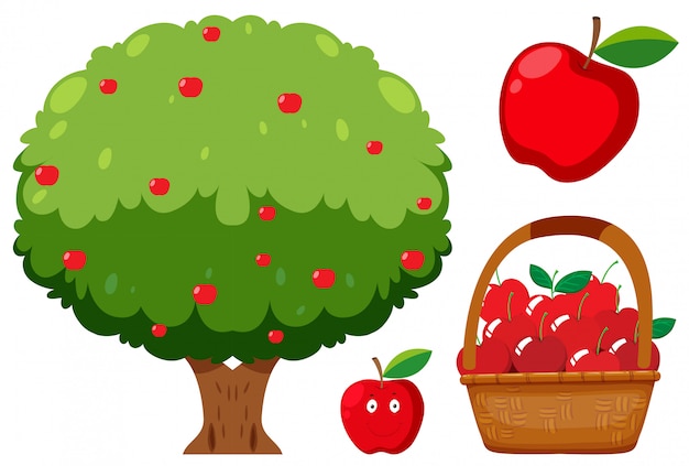 Vector apple tree and apple on white background