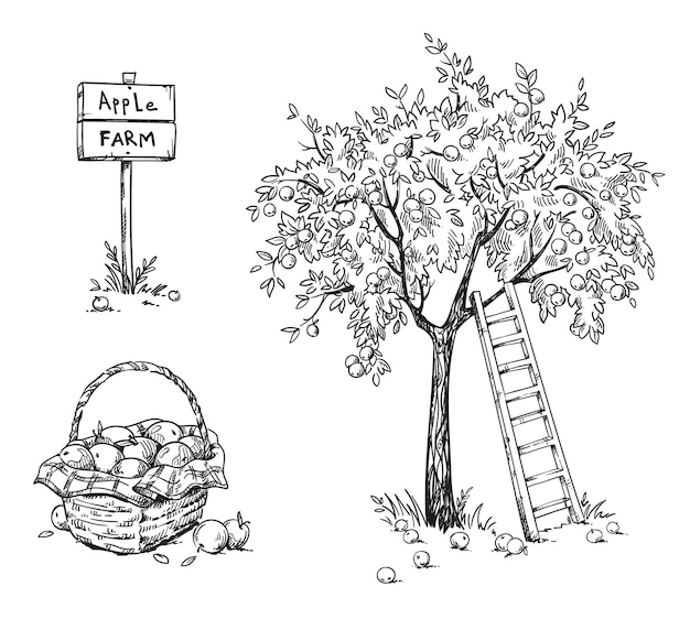 Vector apple tree with a ladder and a basket of ripe appples, apple farm vector illustration