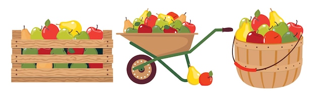 Vector apples basket box