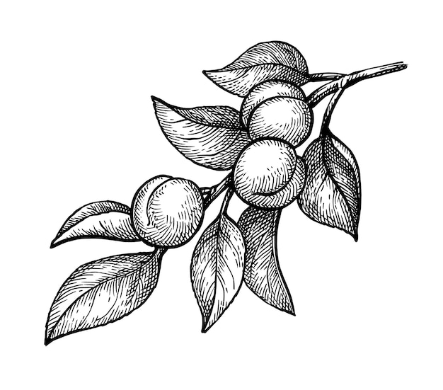 Vector apricot branch ink sketch