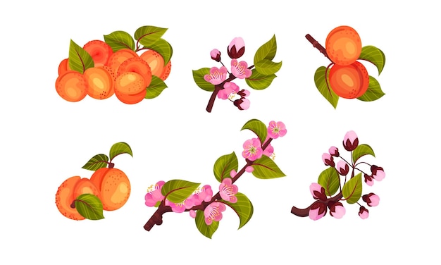 Vector apricot drupe fruit hanging on leafy tree branch vector set