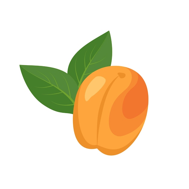 Apricot fruit icon bright ripe fruit with leaf food for a healthy diet dessert