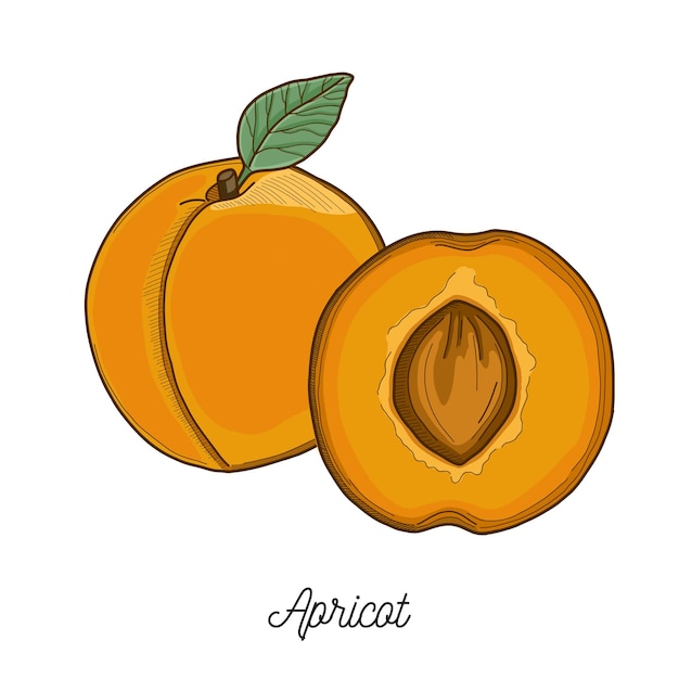 Apricot fruit illustration hand drawn