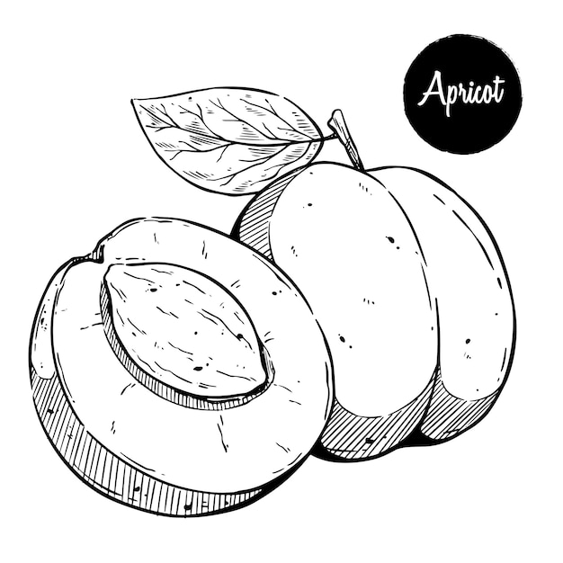 Плоды абрикоса с ручным рисунком или винтажным стилем