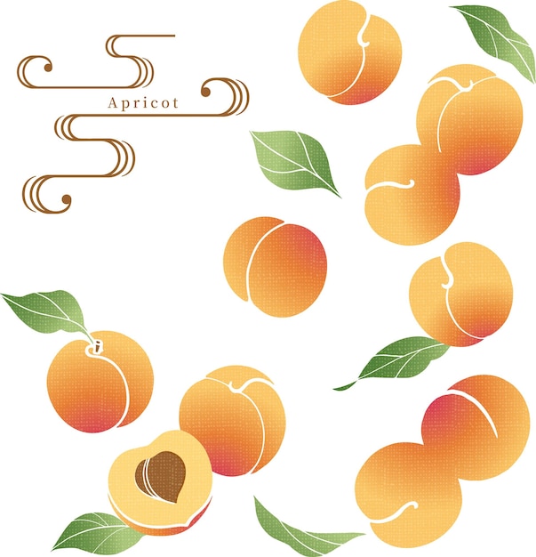 Vector apricot illustration japanese traditional pattern