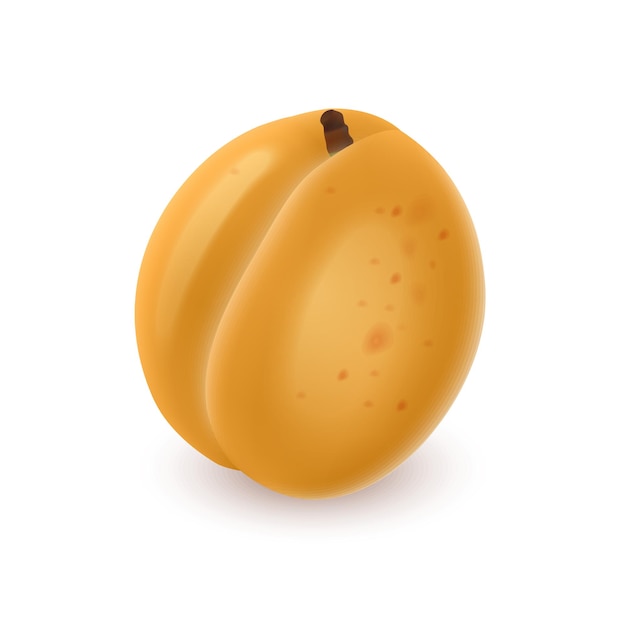 Vector apricot realistic fruit on white background vector illustration