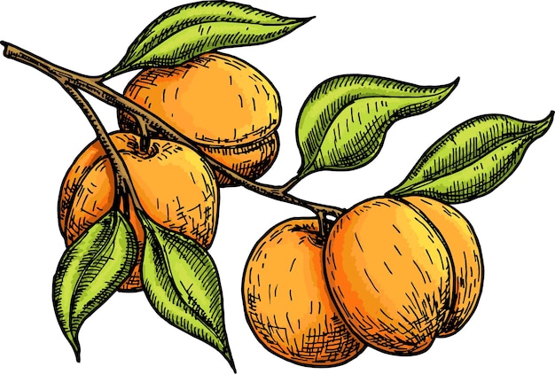 Набор векторных эскизов абрикоса Ручной рисунок фруктовой ветки и нарезанные кусочки Свежие абрикосовые иконы Вегетарианские