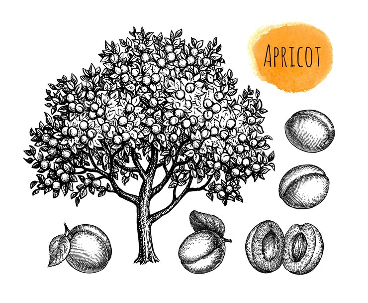 Vector apricot tree and fruits ink sketches