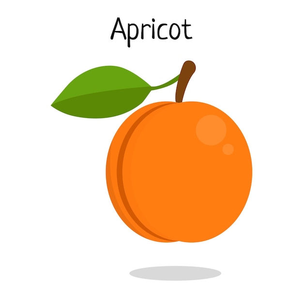 Apricot vector illustration