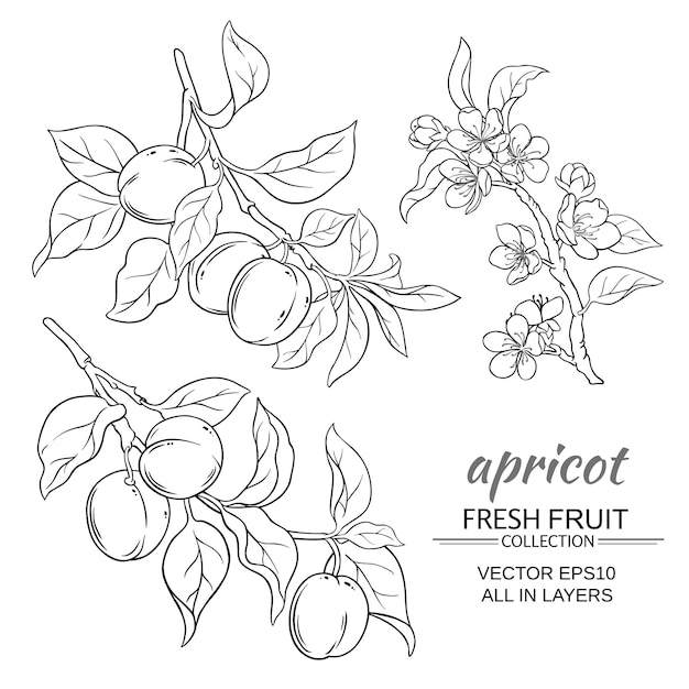 Apricot vector set