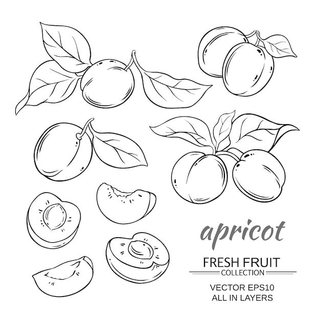 Apricot vector set