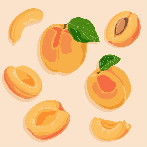 Vector apricot whole and cut in half with pit