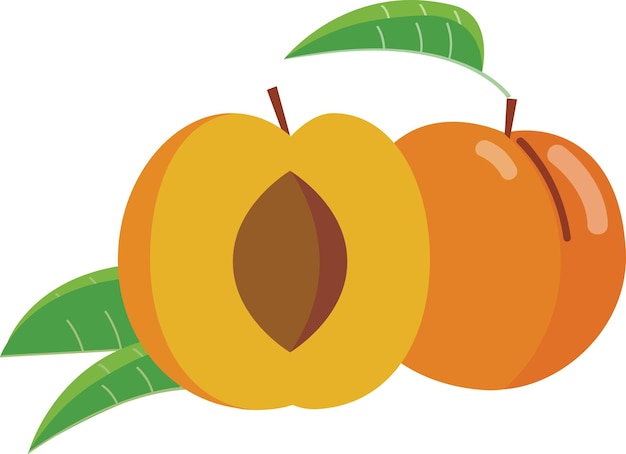 Vector apricot