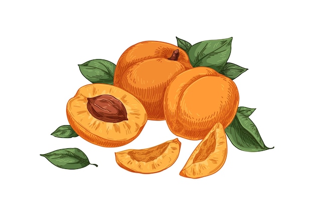 Apricots and leaves, vintage realistic drawing. fresh ripe orange fruits, cut half with pit and whole food in retro detailed style. hand-drawn vector illustration isolated on white background