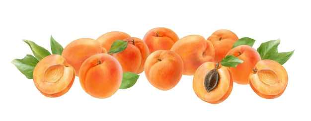 Apricots with green leaves horizontal watercolor illustration