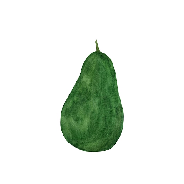 Aquarel avocado Hand getekende biologische groene avocado slice