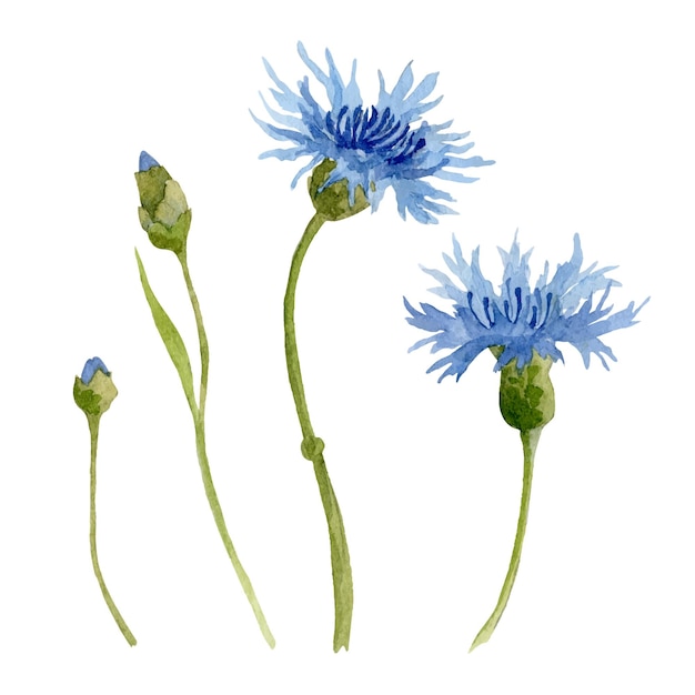 Aquarel blauwe Korenbloem Hand getekende vector set met Mountain Bluet Flowers of Knapweed