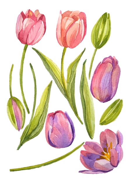 aquarel bloem tulpen elementen