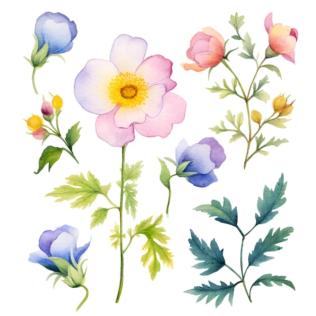 aquarel bloemen botanische illustratie clipart