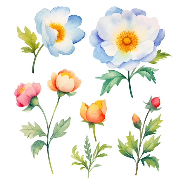 aquarel bloemen botanische illustratie clipart