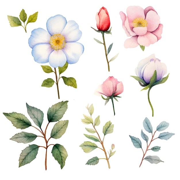 aquarel bloemen botanische illustratie clipart