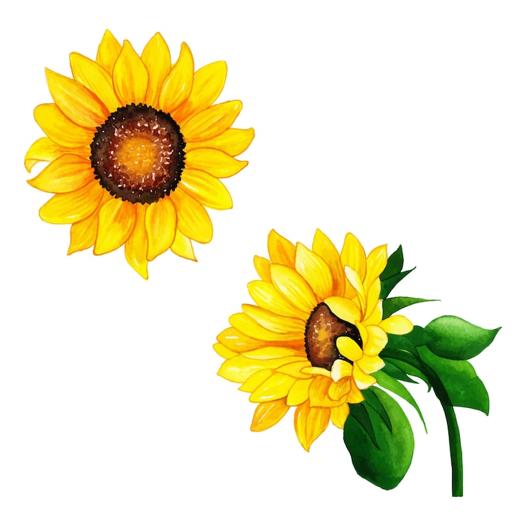 Vector aquarel bloemen elementen collectie