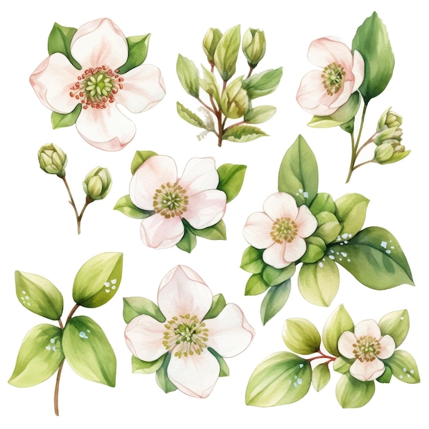 Aquarel bloemen en blad assortiment vectorset