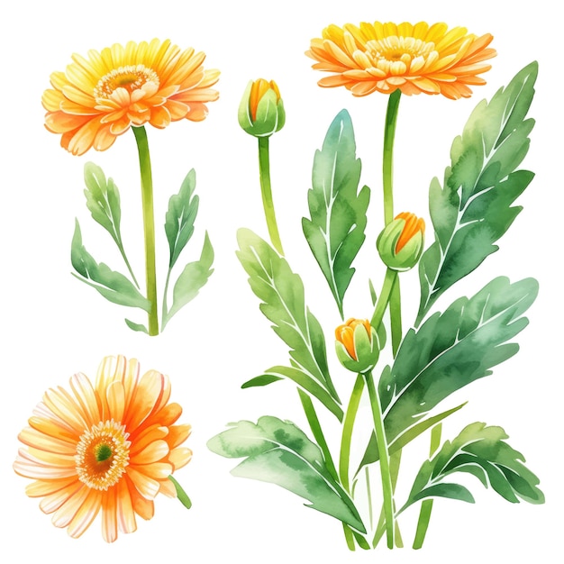 Aquarel bloemen en blad assortiment vectorset