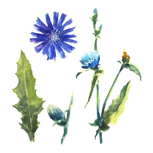 Aquarel bloemen en bladeren van cichorei, Cichorium.