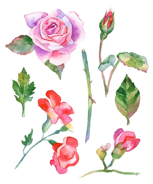 Aquarel bloemen illustratie