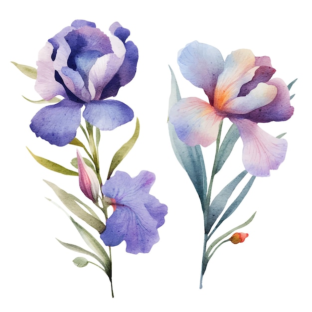 aquarel bloemen Iris botanische illustratie