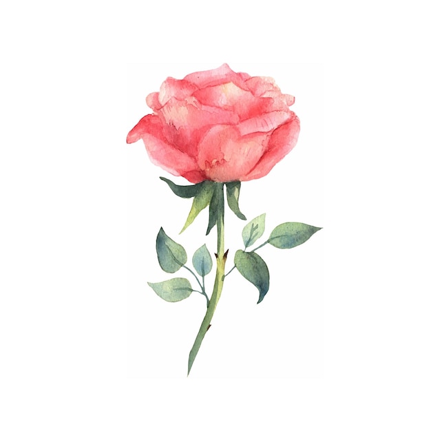 Aquarel bloemen textuur roze roos geïsoleerd op een witte achtergrond Botanische samenstelling Vector