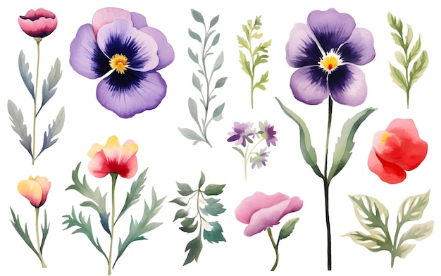 aquarel bloemen Viola cornuta-elementen