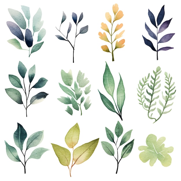 Vector aquarel botanische illustraties set